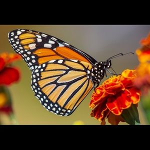 Meet your Posher, Quin